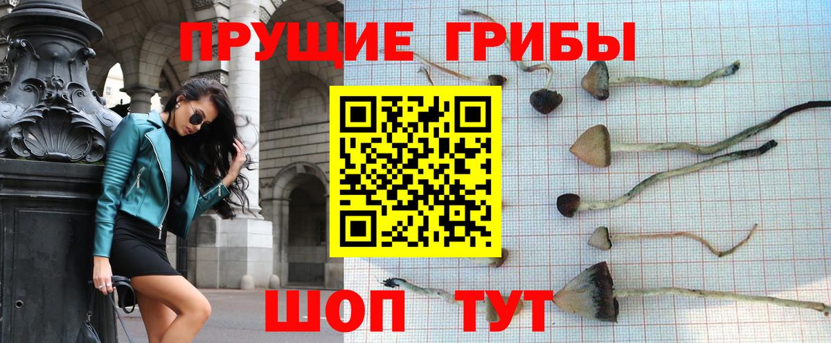 Псилоцибиновые грибы Cubensis Старая Русса